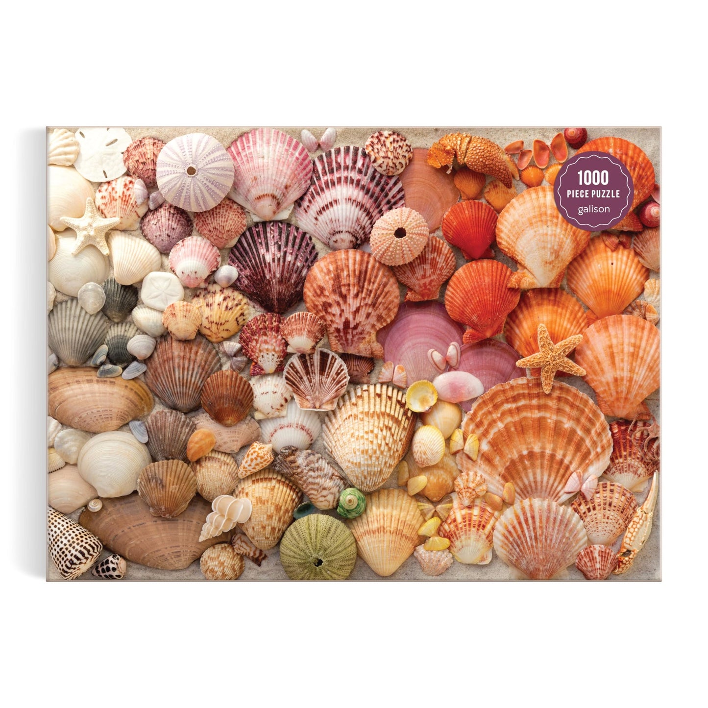 Vibrant Seashells 1000 Piece Puzzle